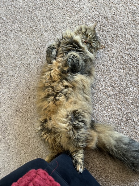 Entry image for Rhaenyra. Clicking this image will show a larger photo