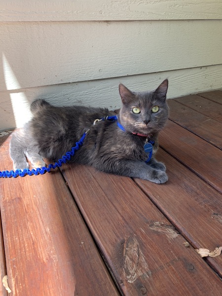 Entry image for Penelope. Clicking this image will show a larger photo