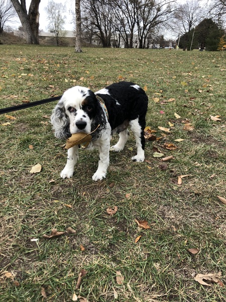 Entry image for Daisy . Clicking this image will show a larger photo