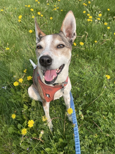 Entry image for Ella. Clicking this image will show a larger photo