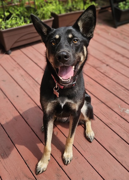 Entry image for Penelope Pretzel. Clicking this image will show a larger photo