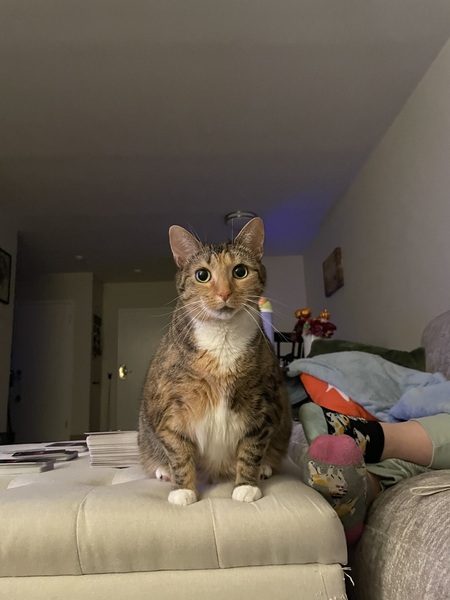 Entry image for Tuukka Rask. Clicking this image will show a larger photo