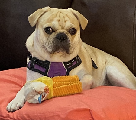 Entry image for Dakota . Clicking this image will show a larger photo