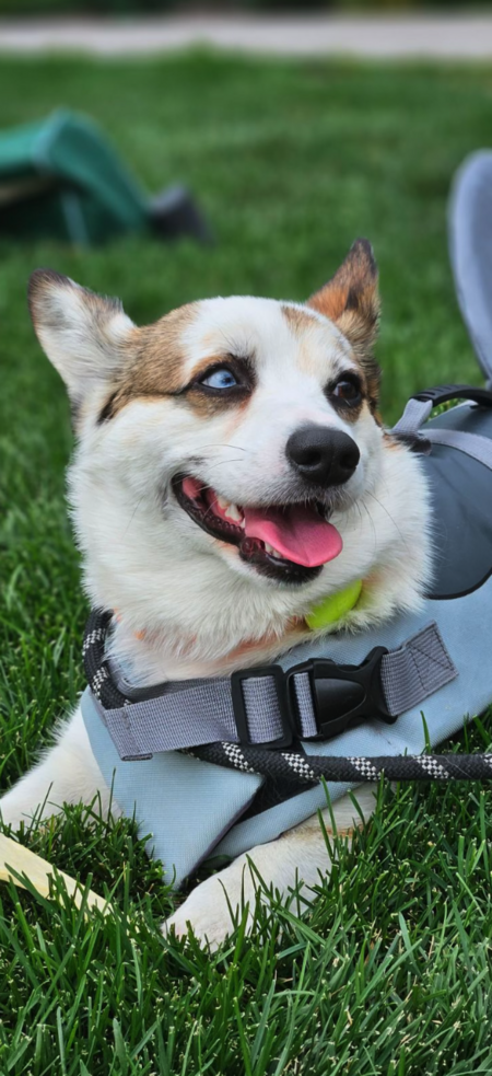 Entry image for Bandit. Clicking this image will show a larger photo