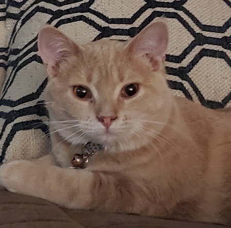 Entry image for Riven. Clicking this image will show a larger photo