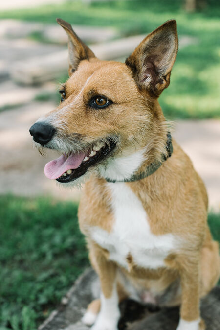 Entry image for Sasha. Clicking this image will show a larger photo