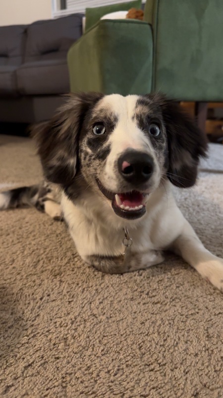 Entry image for Indigo. Clicking this image will show a larger photo