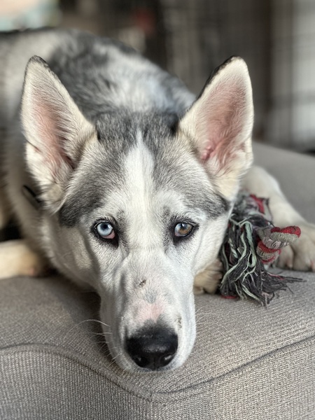 Entry image for Silver. Clicking this image will show a larger photo