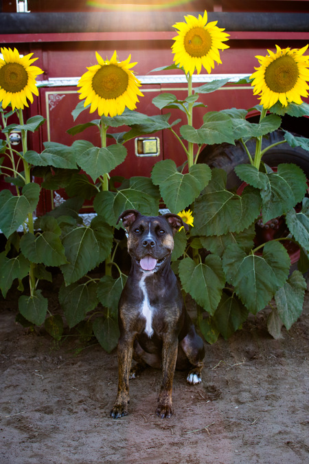 Entry image for Milo. Clicking this image will show a larger photo