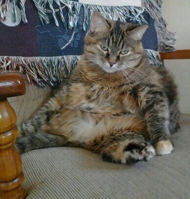 Entry image for Belle. Clicking this image will show a larger photo