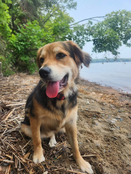 Entry image for Chino. Clicking this image will show a larger photo