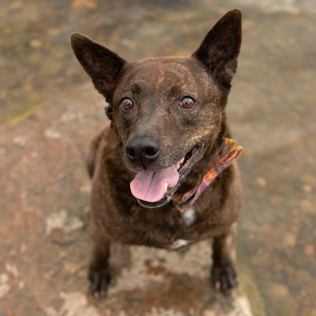 Entry image for Miss Cleo. Clicking this image will show a larger photo