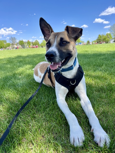 Entry image for Deke. Clicking this image will show a larger photo