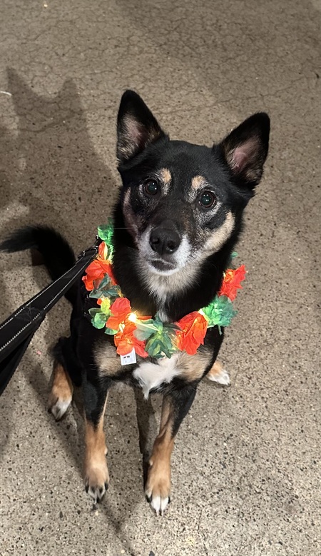 Entry image for Arya. Clicking this image will show a larger photo