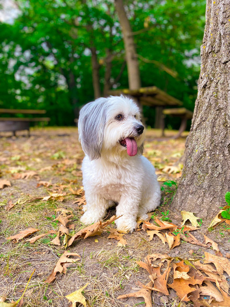 Entry image for Tank. Clicking this image will show a larger photo