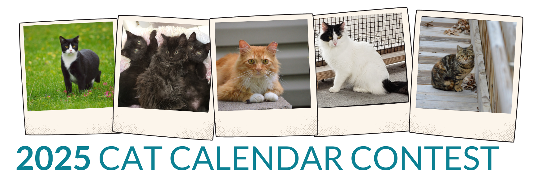 Alley Cat Advocates 2025 Cat Calendar Contest
