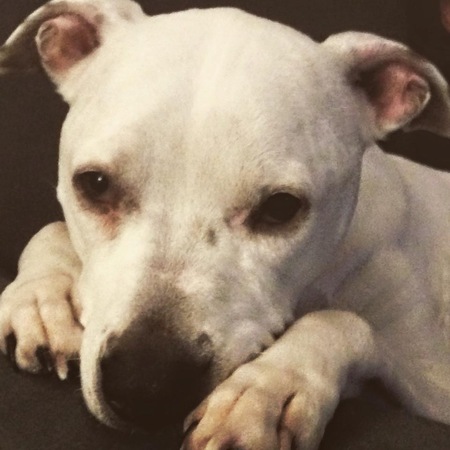 Enzo