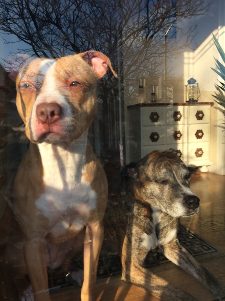 Stella and Tigger