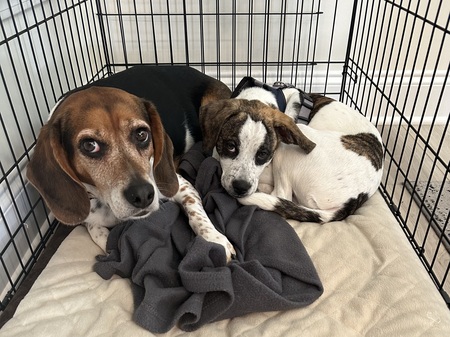 Bronco and Pepper 