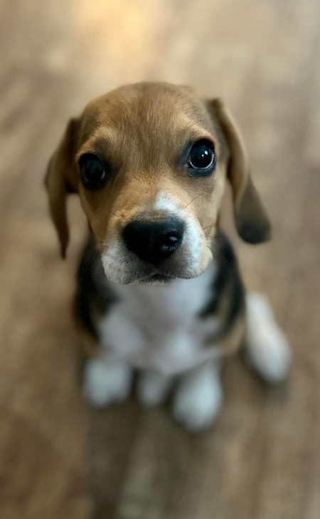 Roscoe