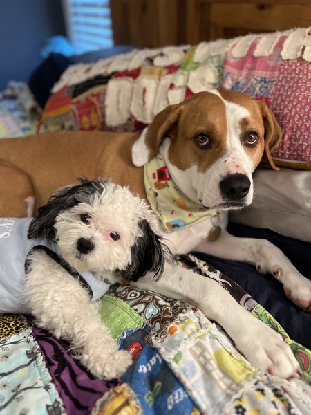 Louie &  Rocky