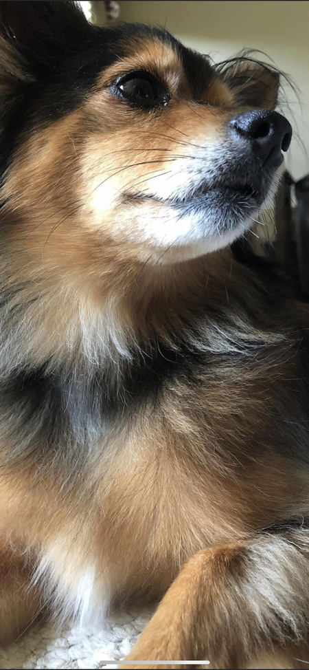 Moki