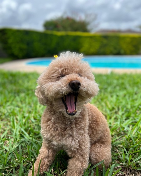 Teddy