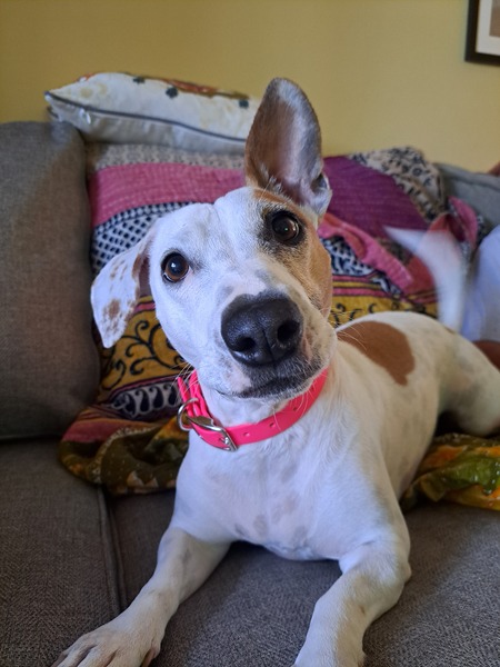 Sophia