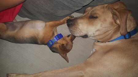 Leo & Dinah