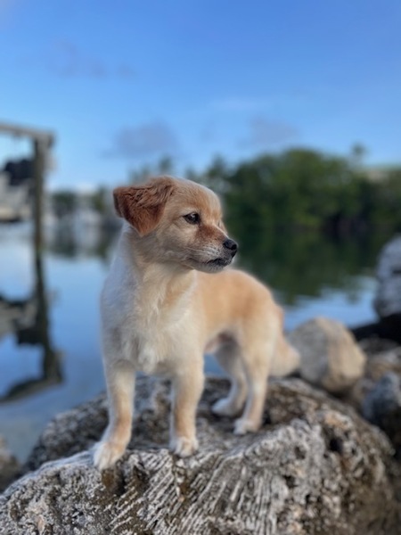 Finnegan