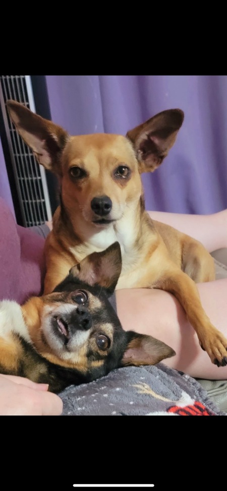 Lulu Mae and Paco