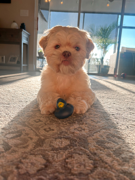 Maverick