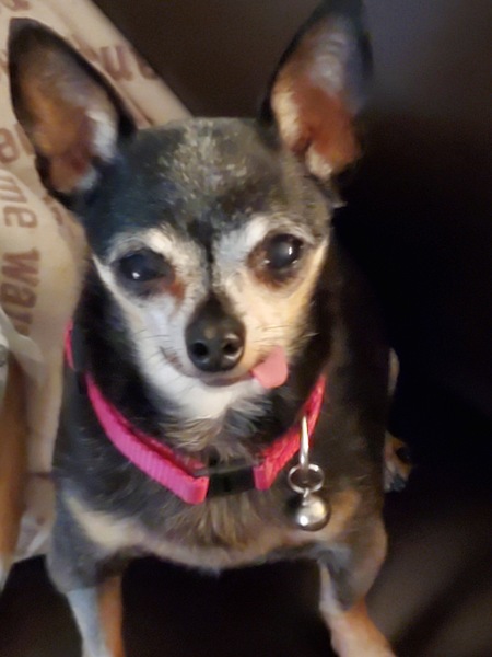 Daisy