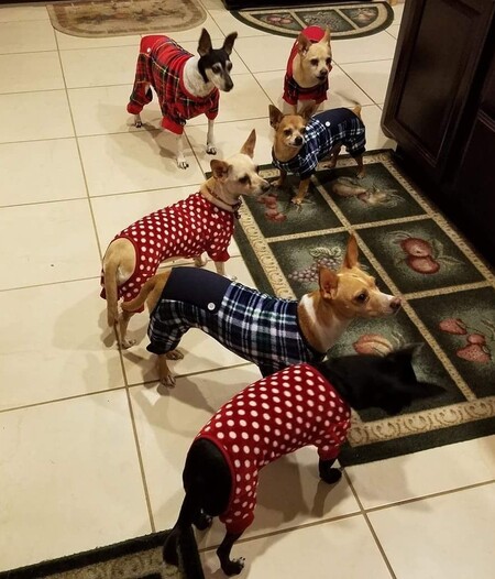 Polka Dogs Pajama Party