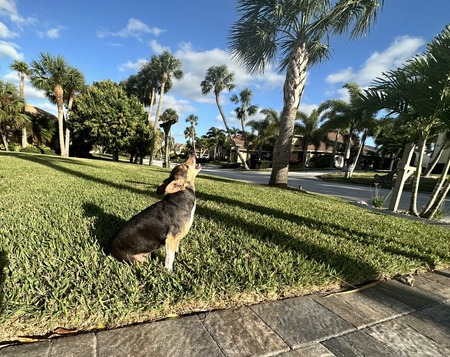 Goose