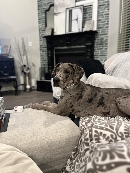 Harlow