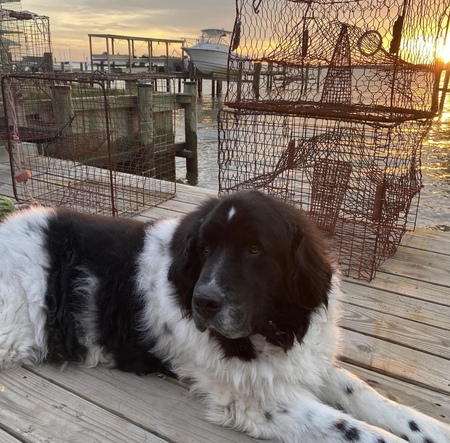 Zeus