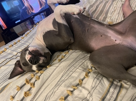 Gracie