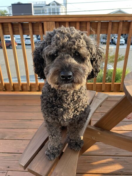 Teddy