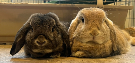 Butterscotch & Cooper