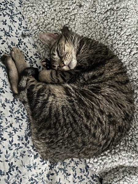 Cornflake (NICU alum)