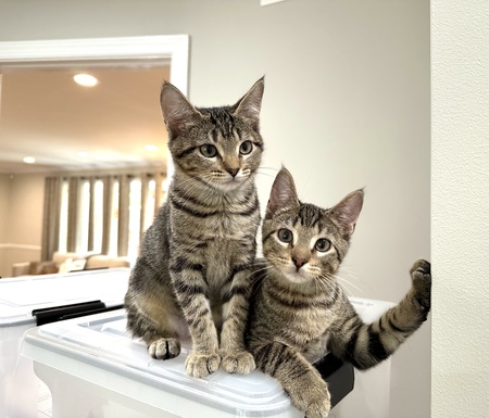Mika & Maya