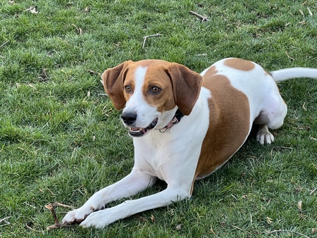 Remi