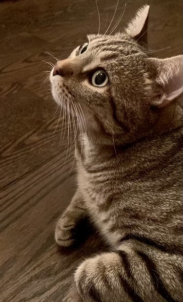 Muuli 