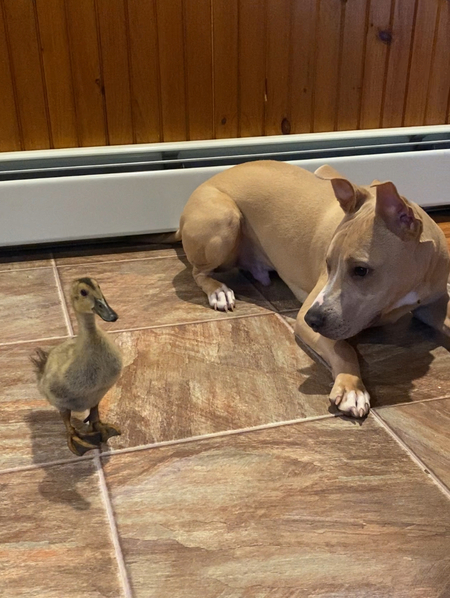 Duncan and ducky