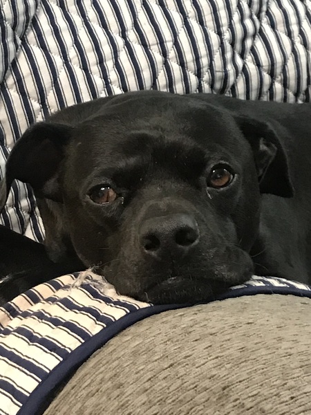 Pugster