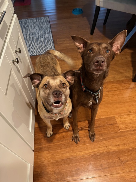 Rebel & Scotchie