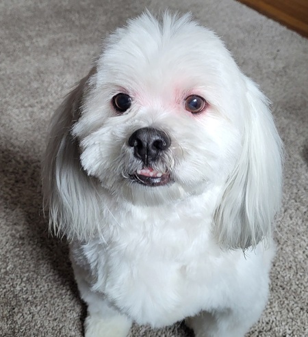 Winston