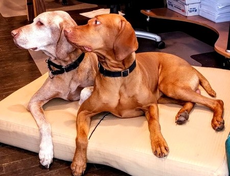 Junior and Bones
