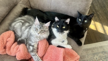 Moose, Theo, and Bennett